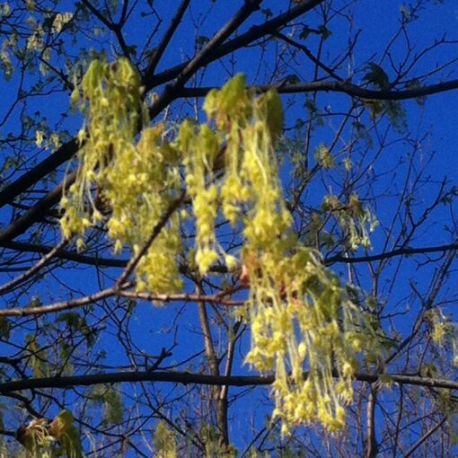 sugar maple blossom