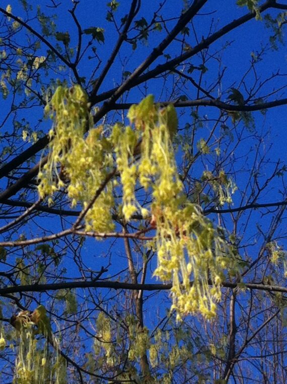 sugar maple blossom