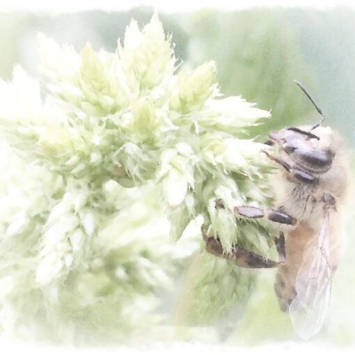 honeybee on Callaloo watercolor