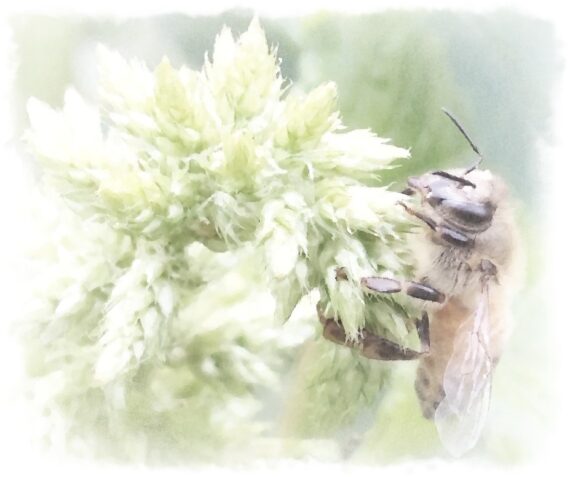 honeybee on Callaloo watercolor