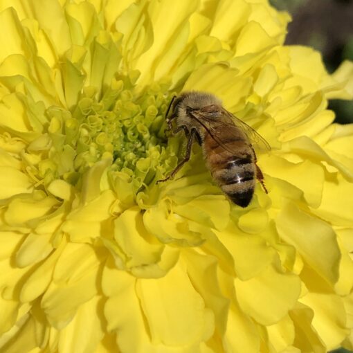 honeybee on marigold brightonhoney.com