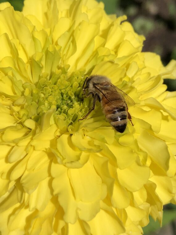 honeybee on marigold brightonhoney.com